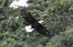 Uma Bald Eagle voa sobre nossas cabeças, em Haines, no sudeste do Alaska